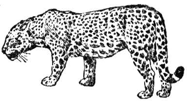 Kolorowanka jaguar