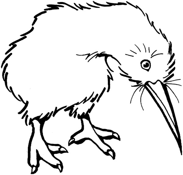 Kolorowanka kiwi