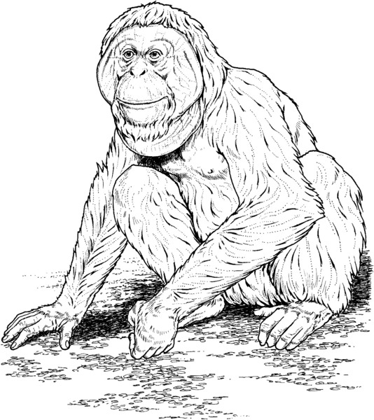 Kolorowanka z orangutanem