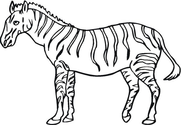 Kolorowanka zebra