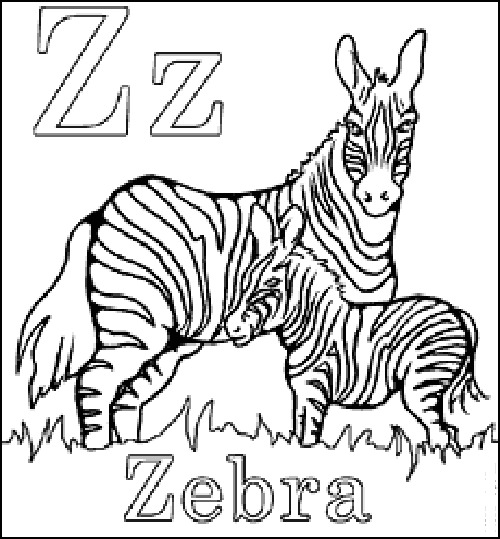 Zebra