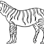 Kolorowanka zebra